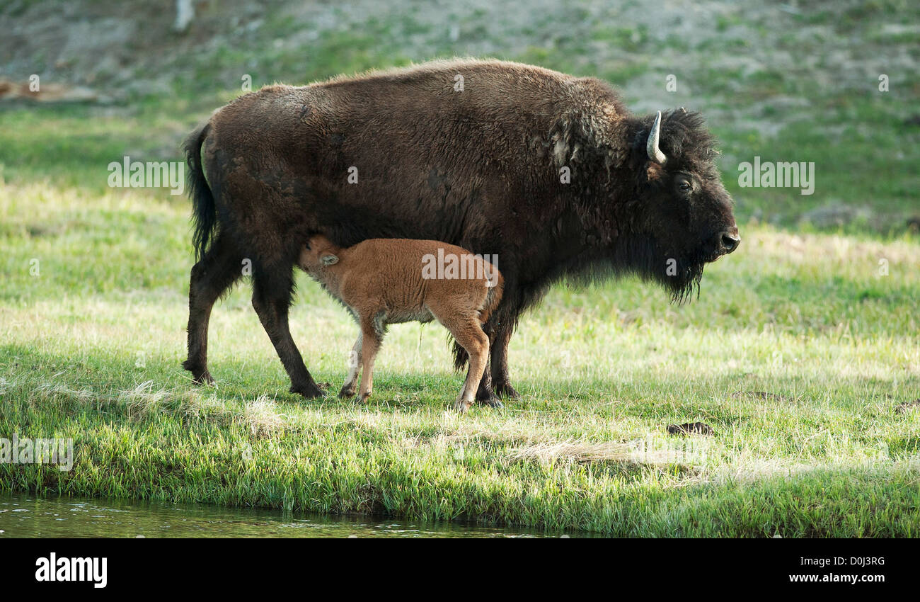 Bison and calf Yellowstone National Park Stock Photo - Alamy