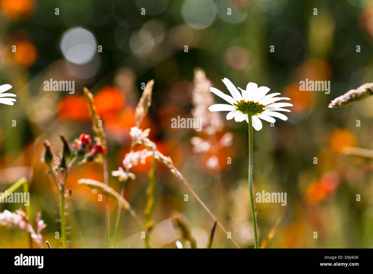 A Daisy beside a pine forest in a hedgerow of summer flowers. Stock Photo