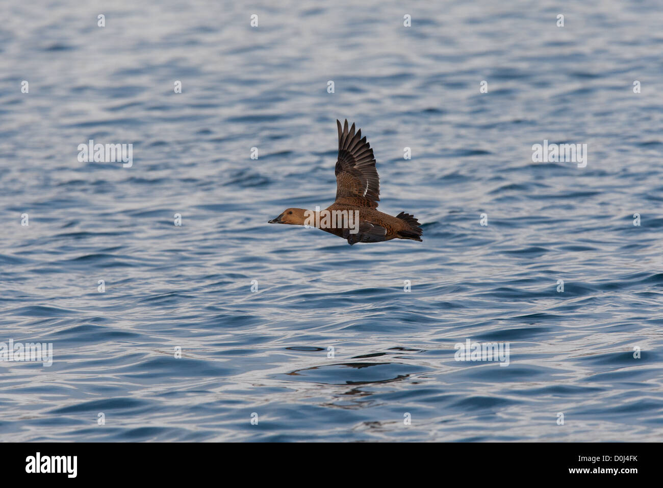 Female King Eider, Varanger, Finnmark, Norway Stock Photo - Alamy