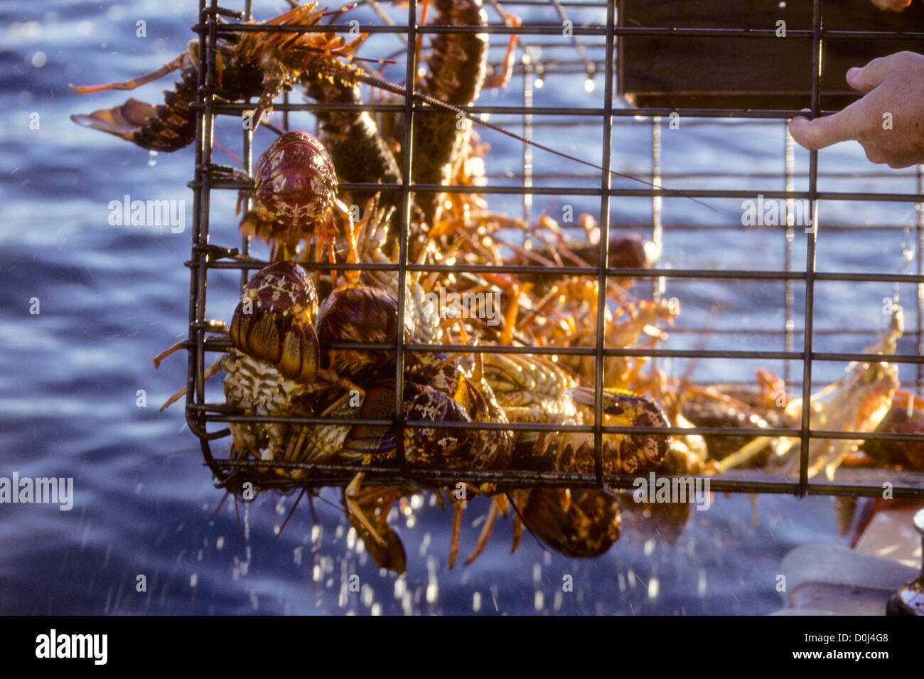 Mahia Peninsula,is famous for its surf,scuba diving,Beaches,hiking,Cray