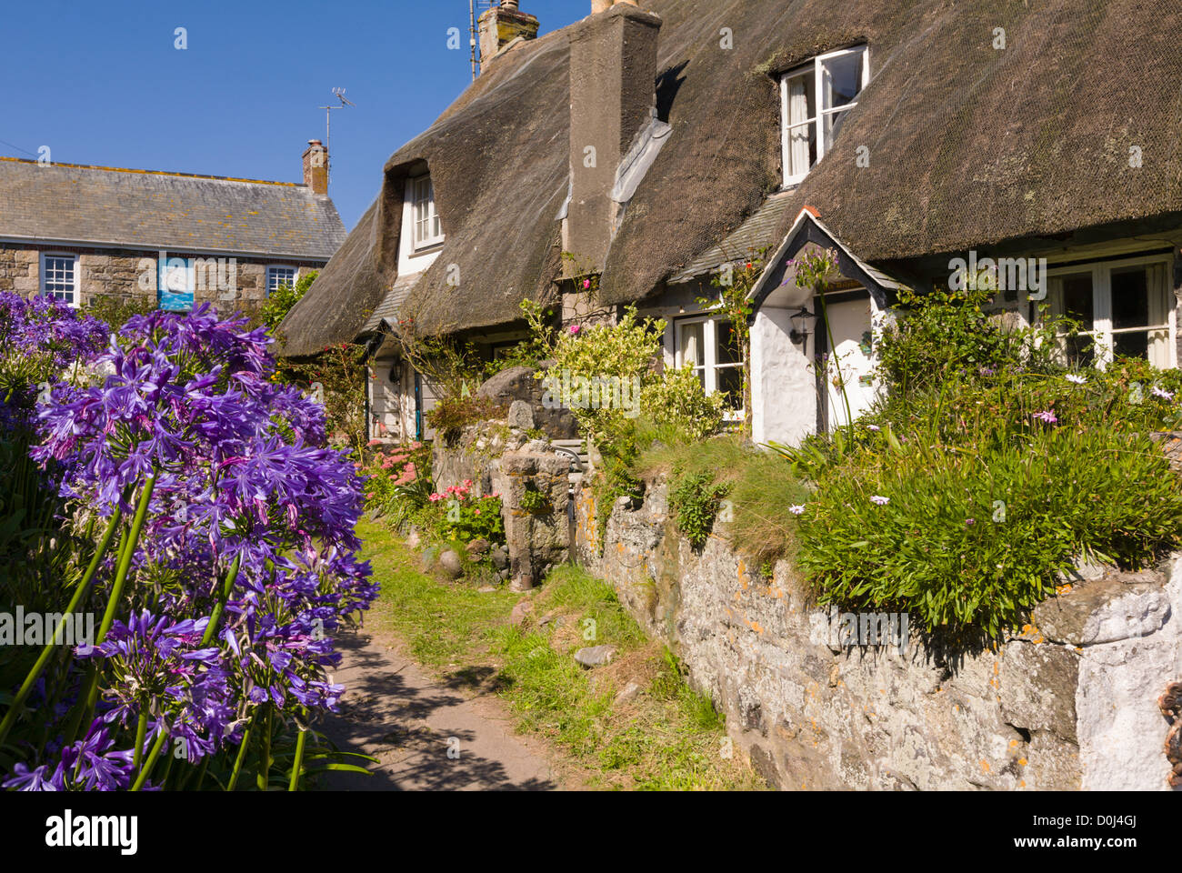 Agapanthus flowers outside thatched cottage in Cadgwith, Cornwall Stock Photo