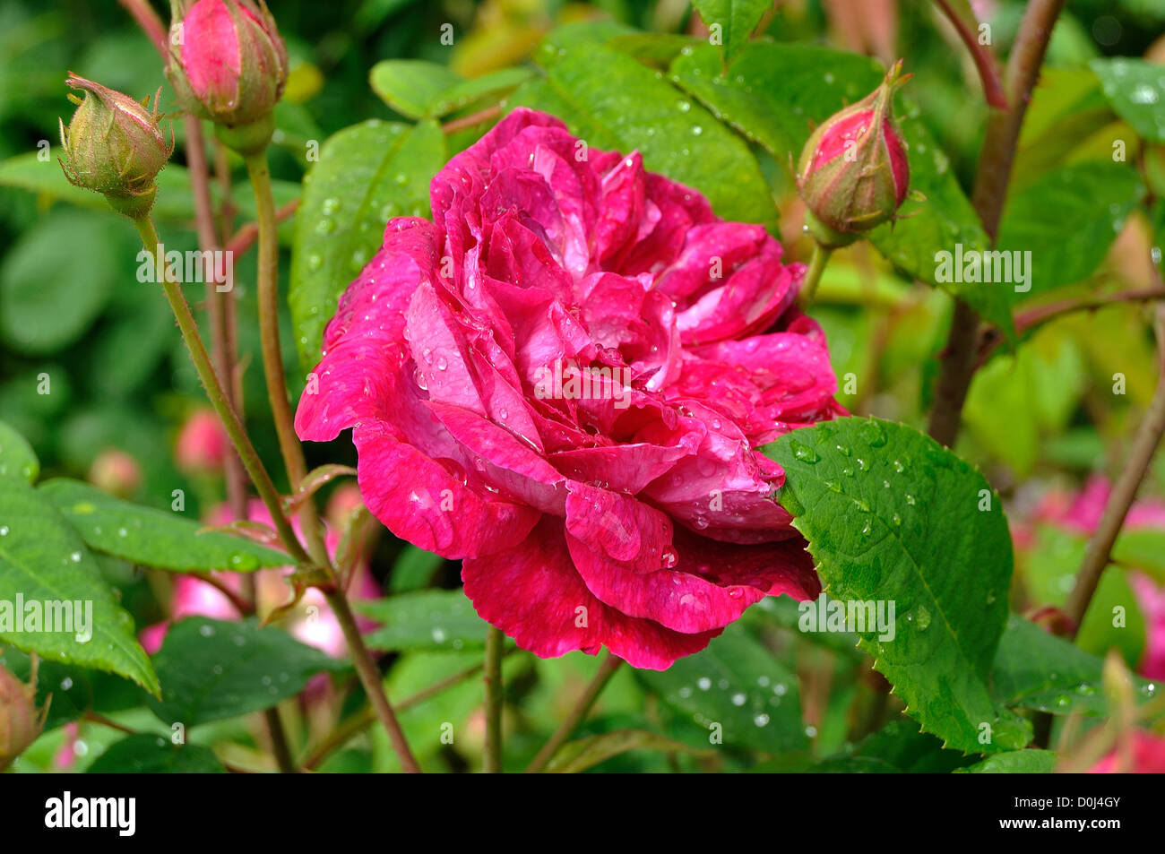 Rosa gallica 'Beau Narcisse' (Bred by Miellez, France, before 1828), in  bloom, in june Stock Photo - Alamy