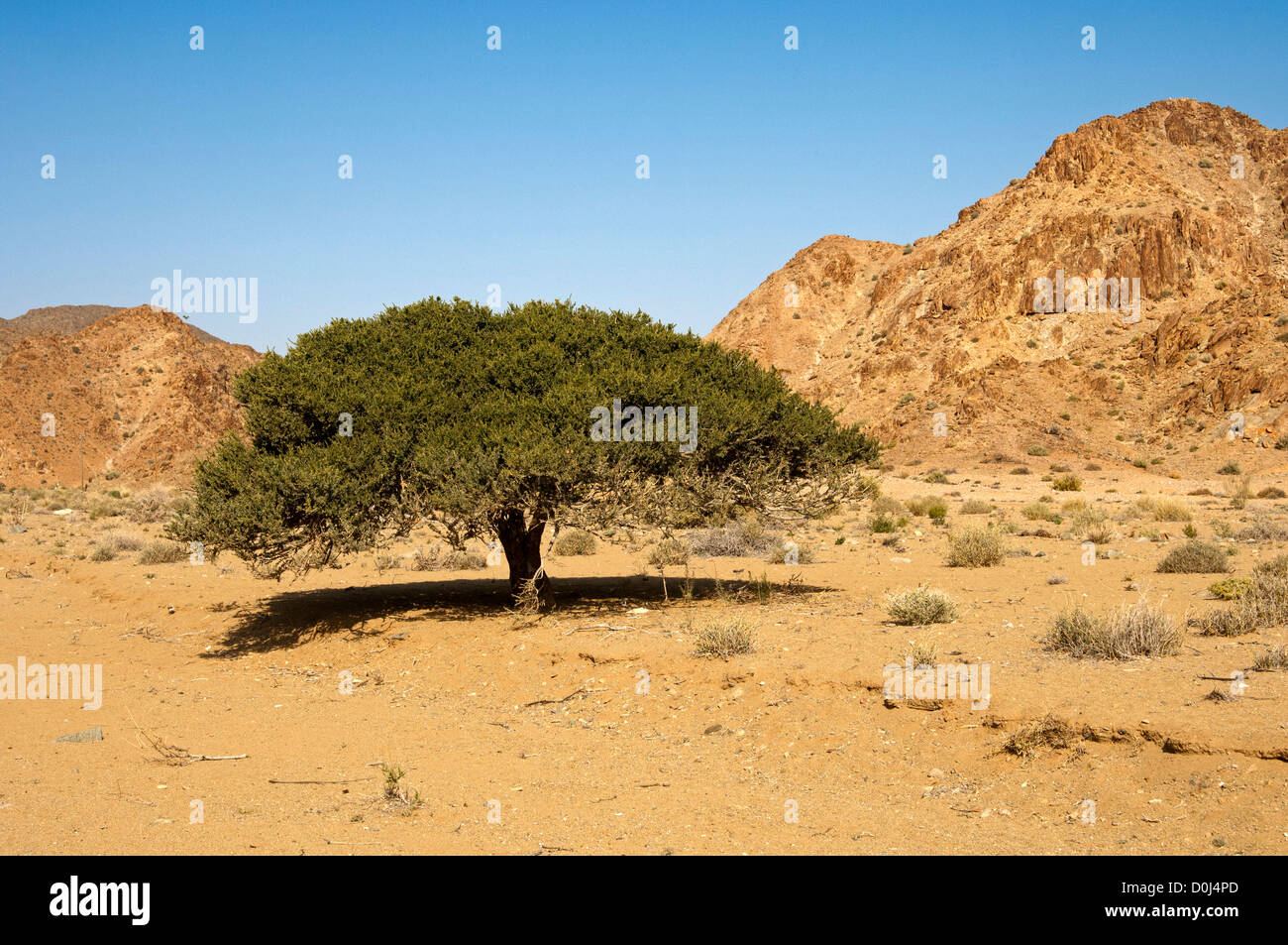 Shepherd's tree (Boscia albitrunca) growing in the mountainous desert landscape of the Richtersveld, South Africa Stock Photo