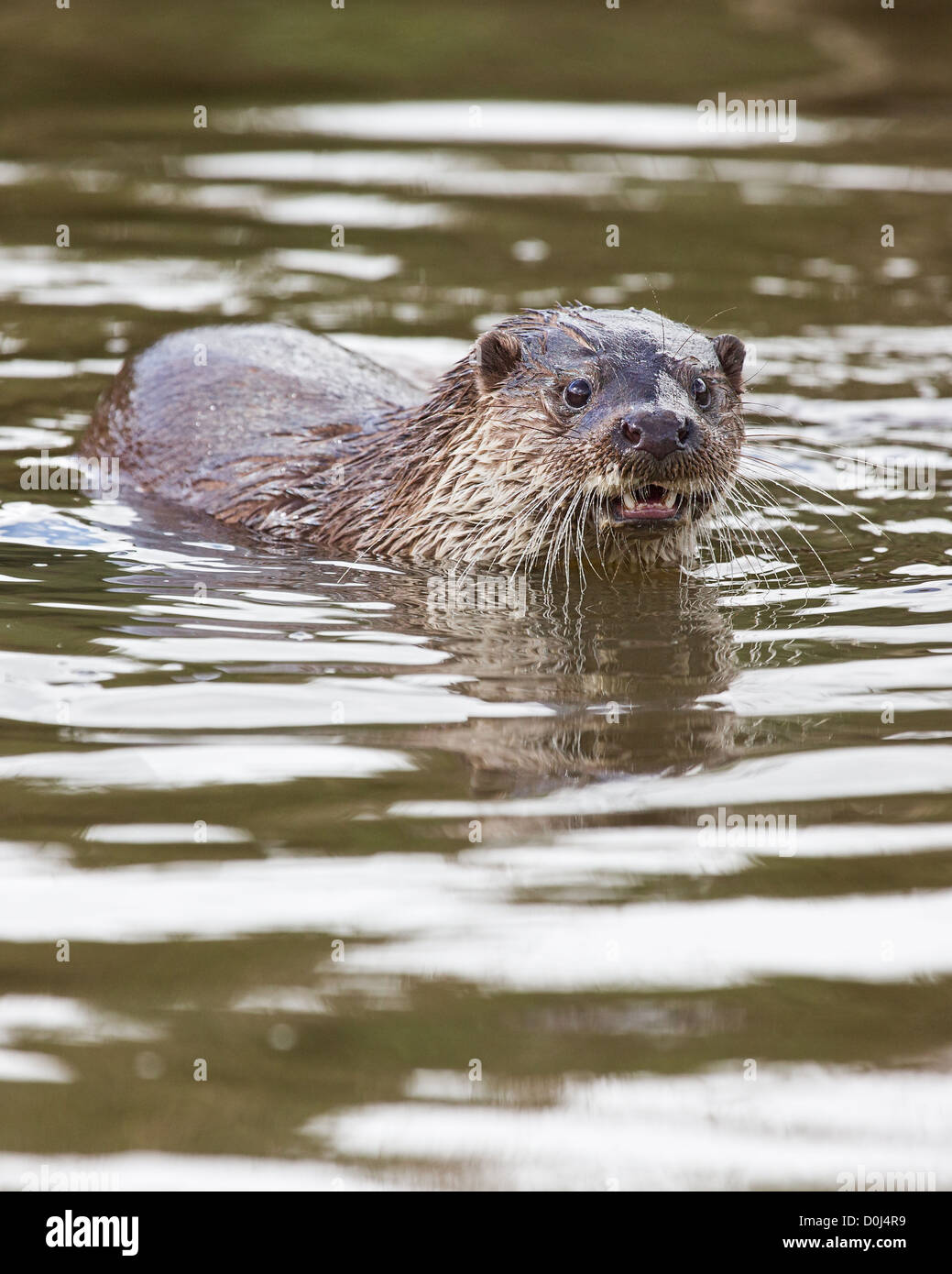 Otter (lutra lutra) swimming, Devon, UK Stock Photo