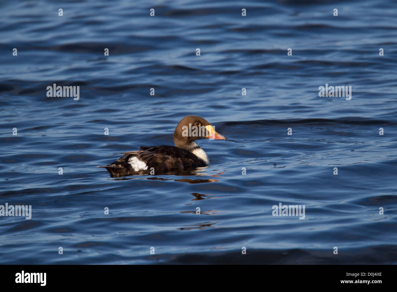 Rare shetland duck hi-res stock photography and images - Alamy