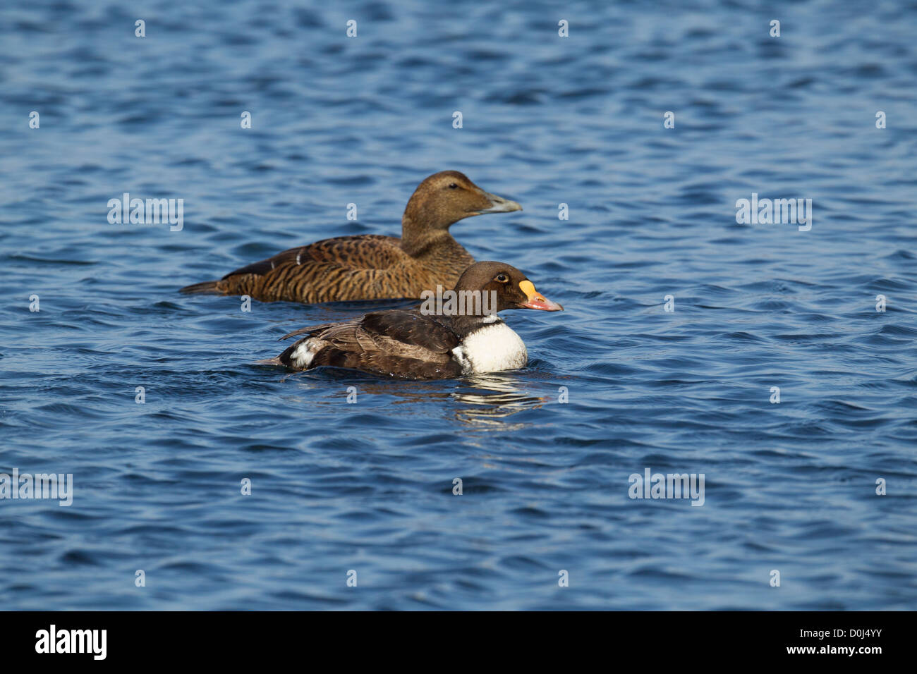 Rare shetland duck hi-res stock photography and images - Alamy