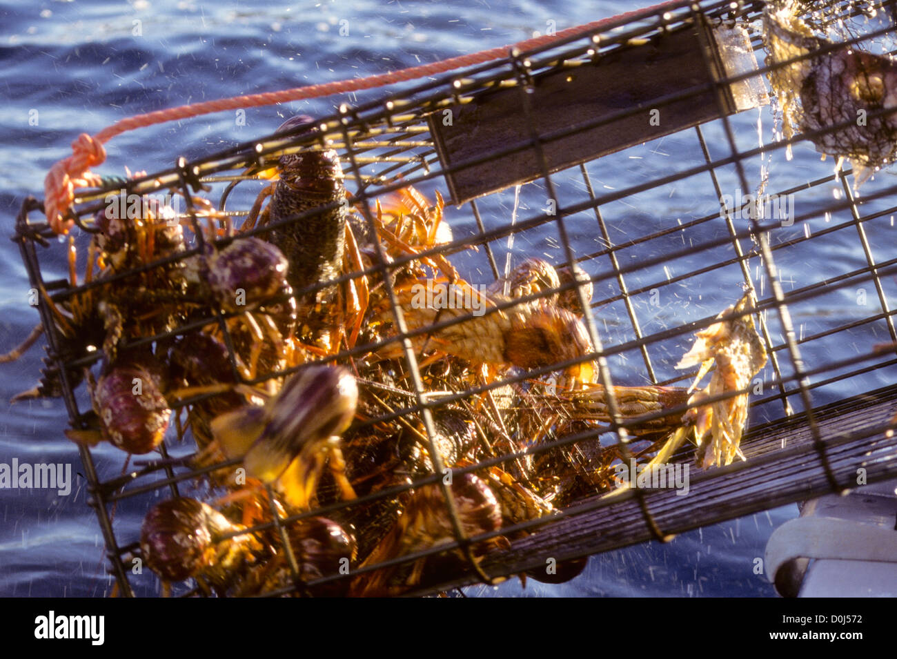 Mahia Peninsula,is famous for its surf,scuba diving,Beaches,hiking,Cray