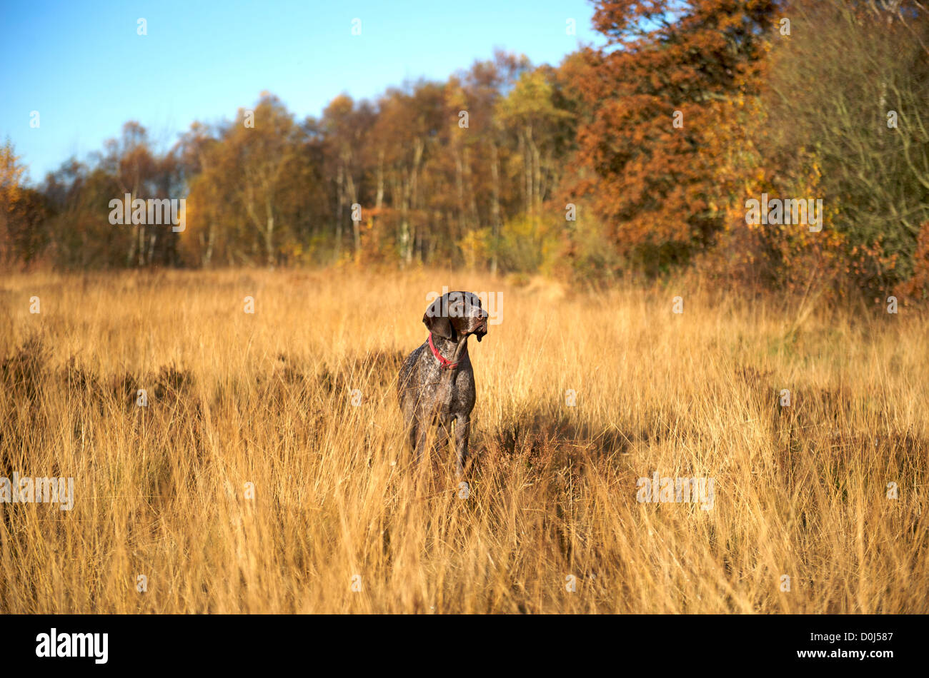 A German Shorthaired Pointer working in the long grass Stock Photo - Alamy