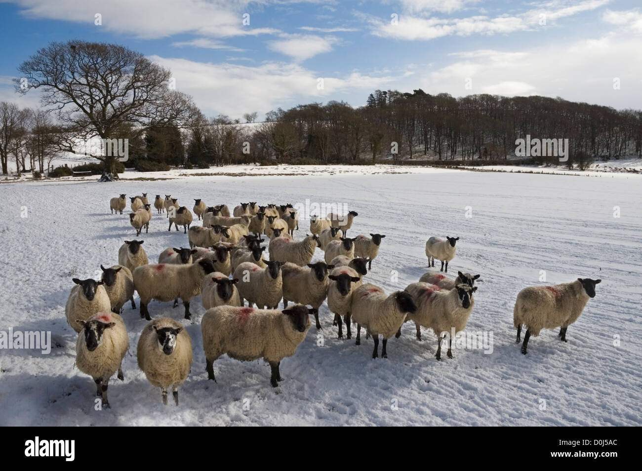 Sheep waiting to be fed on a cold winters morning in the Wye Valley. Stock Photo