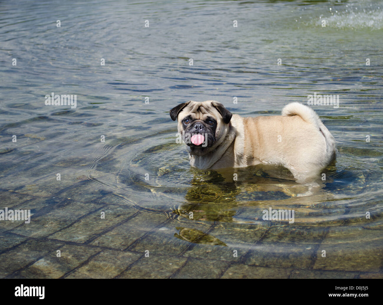 Pug dog wet and happy playing in a fountain, pond or pool Stock Photo