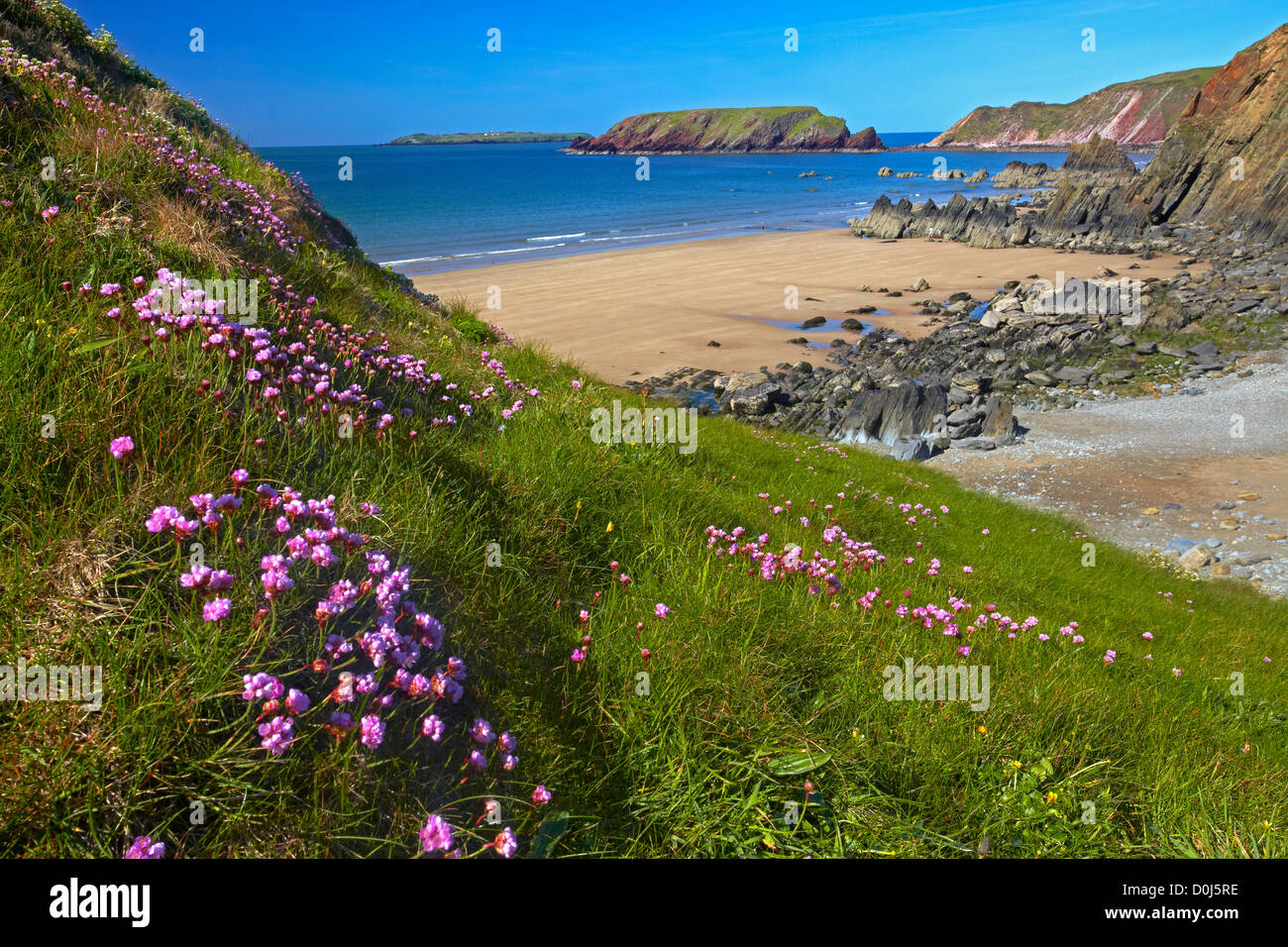 Thrift growing on the cliffs above Marloes Sands. Stock Photo
