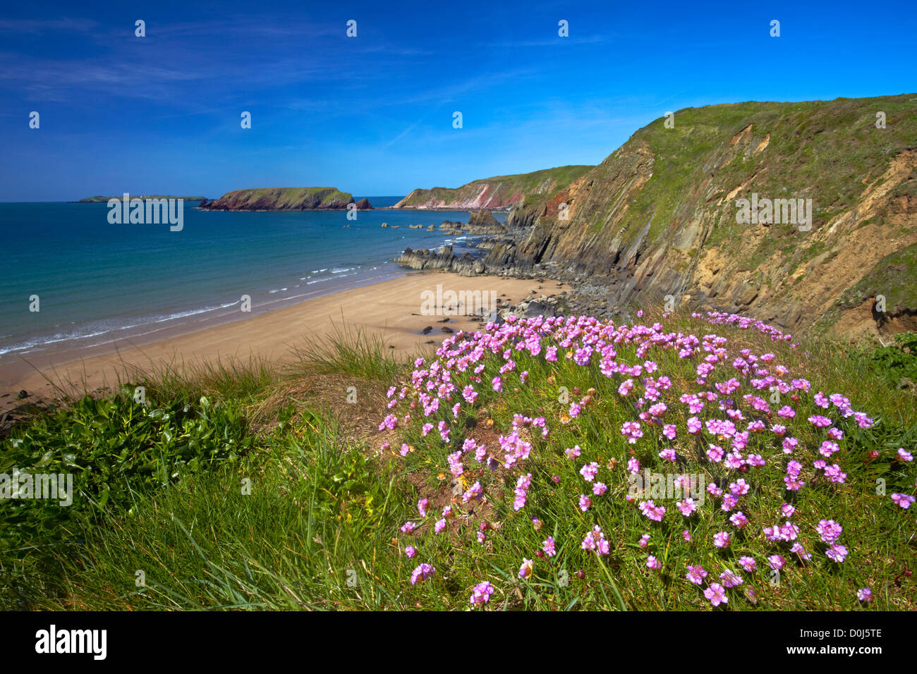 Thrift growing on the cliffs above Marloes Sands. Stock Photo