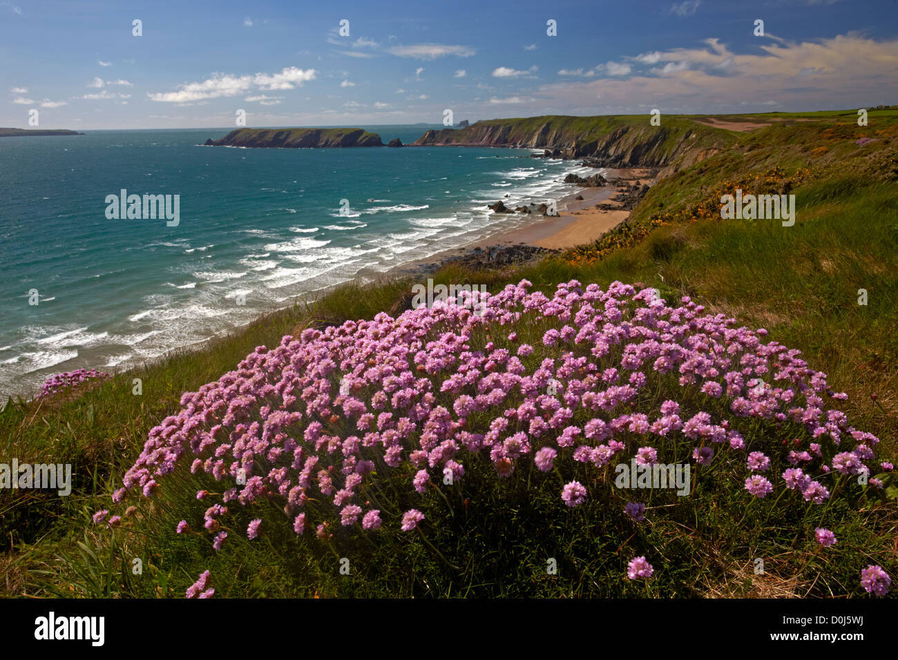 Thrift growing on the cliffs above Marloes Sands from the Pembrokeshire Coastal Path. Stock Photo