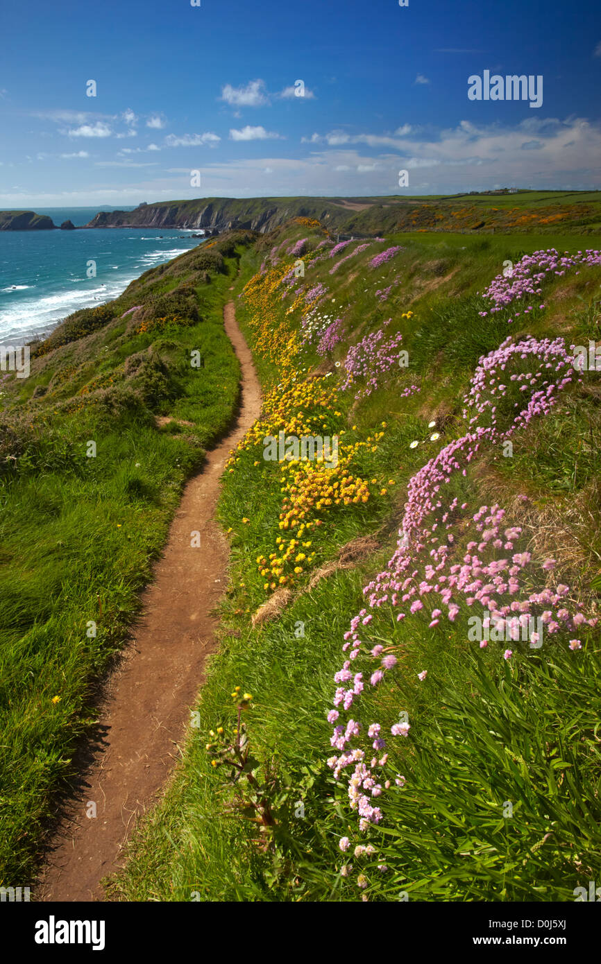The Pembrokeshire Coastal Path above Marloes beach. Stock Photo