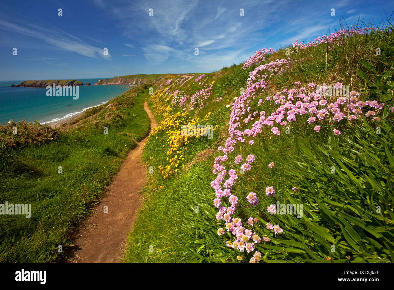Thrift and kidney vetch growing on the cliffs above Marloes Sands from the Pembrokeshire Coastal Path. Stock Photo
