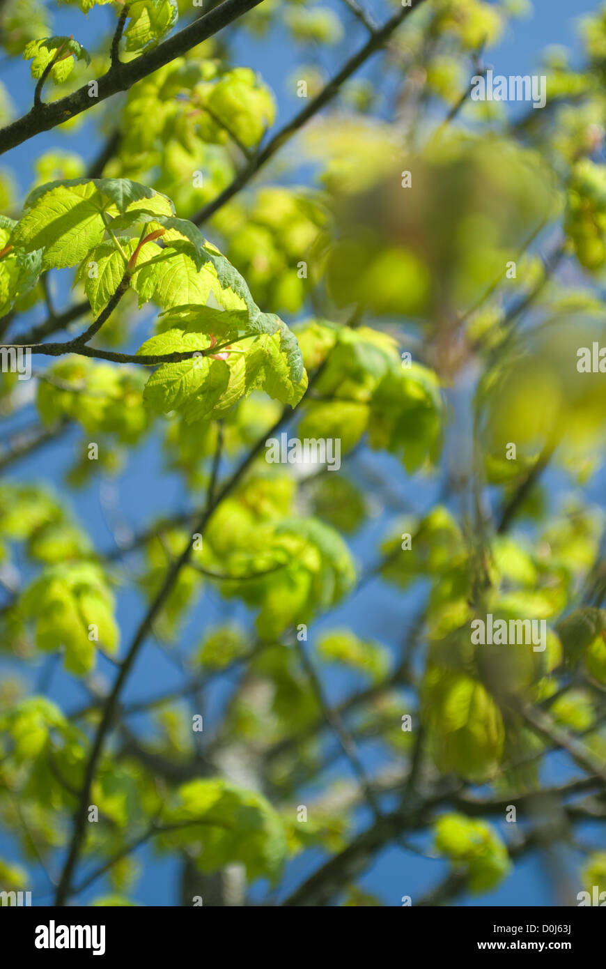 Maple Leaves Against a Blue Sky Stock Photo - Alamy