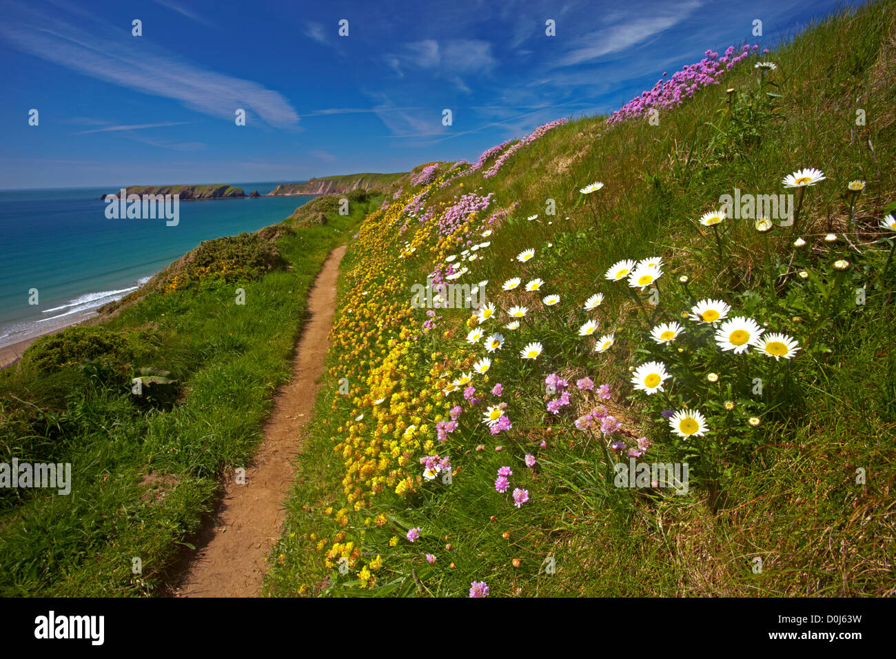 The Pembrokeshire Coastal Path above Marloes beach. Stock Photo