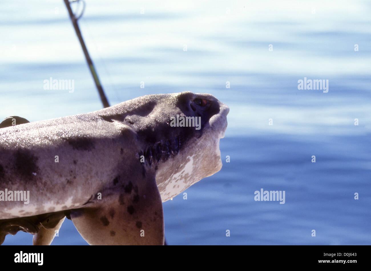 Mahia Peninsula,is famous for its surf,scuba diving,Beaches,hiking,Cray