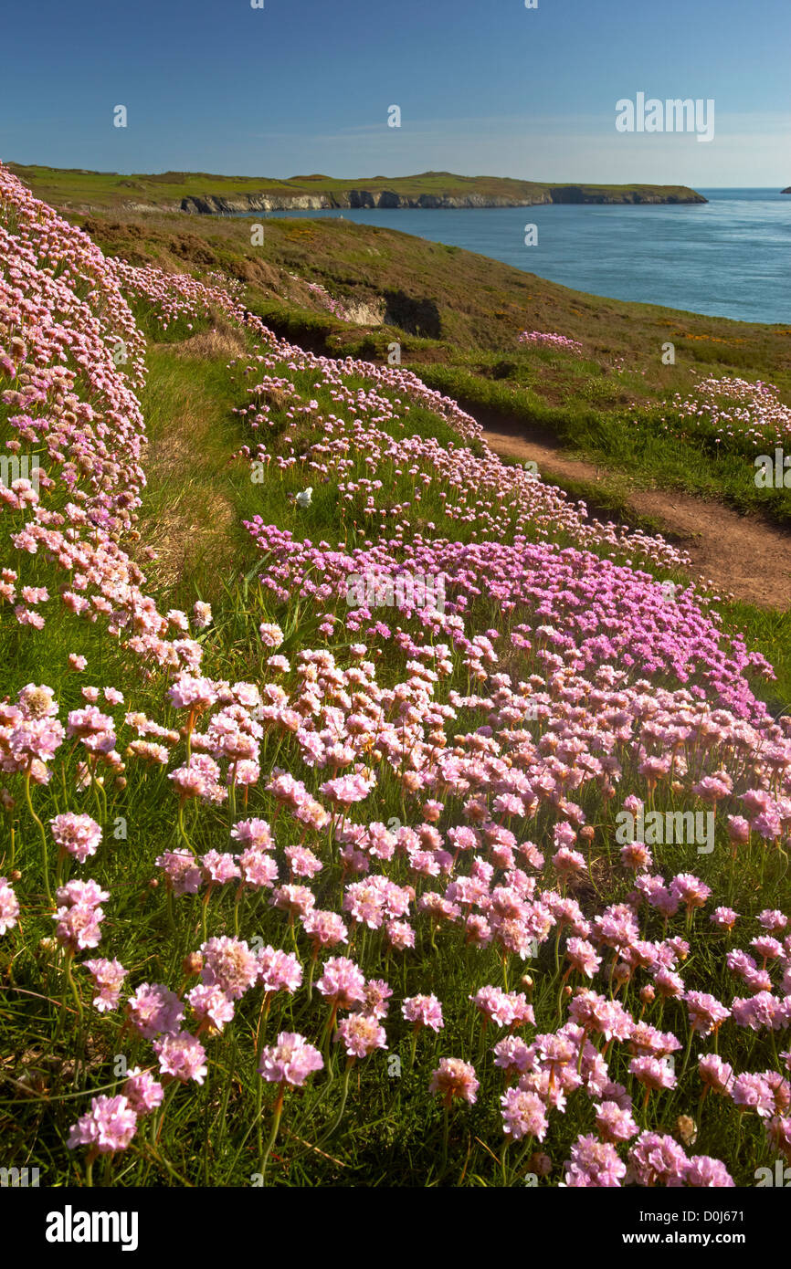 Thrift growing along the Pembrokeshire Coastal Path overlooking Ramsey Sound near St Justinian. Stock Photo