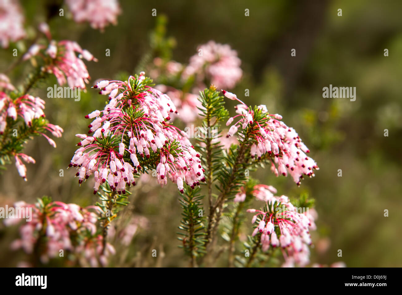 Beautiful wild flowers on the Mediterranean forest Stock Photo