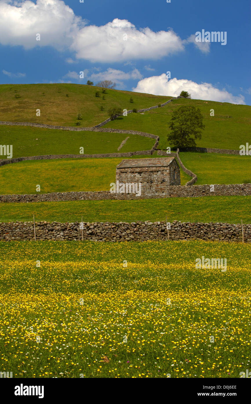 A stone barn and drystone walls in the buttercup meadows of Swaledale. Stock Photo