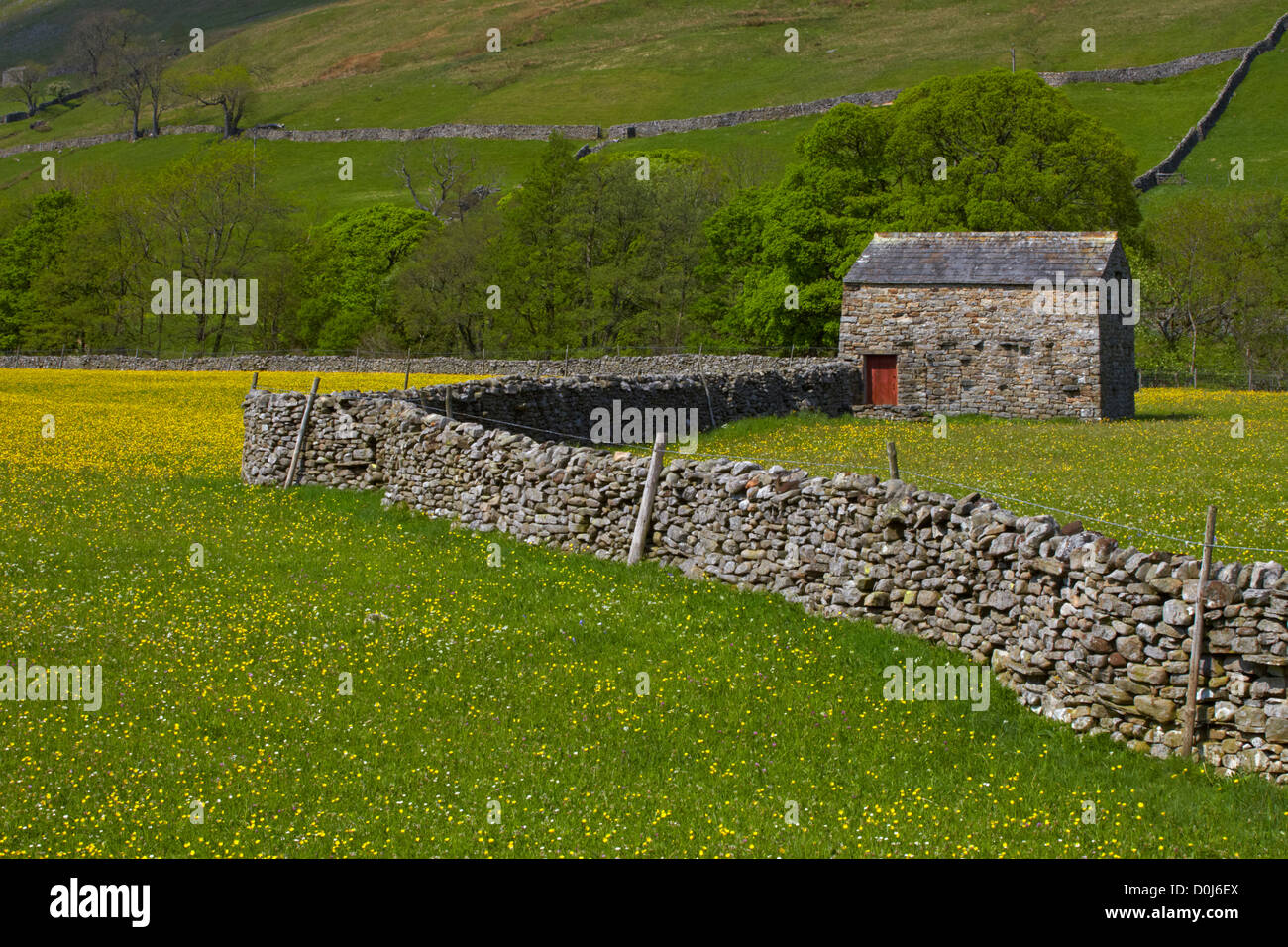 A stone barn and drystone walls in the buttercup meadows of Swaledale. Stock Photo
