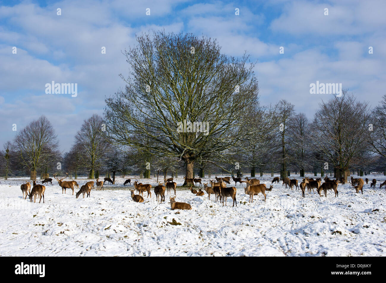 Deer in Bushy Park in London. Stock Photo