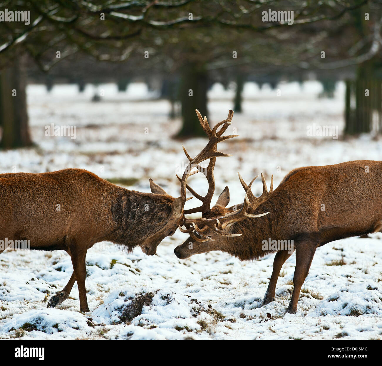 Two stags fighting in Bushy Park in London. Stock Photo