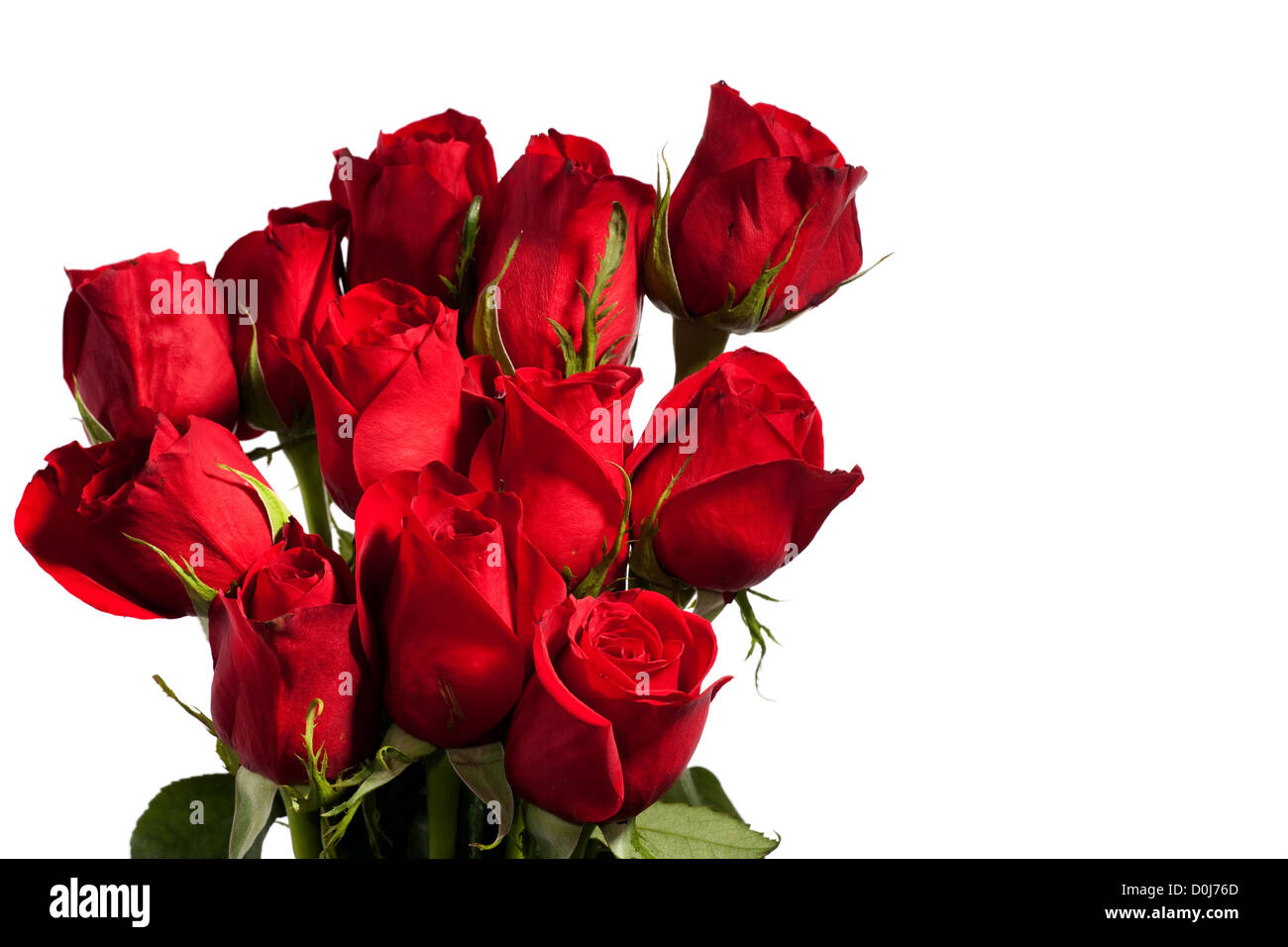 Dozen red roses isolated on white background Stock Photo