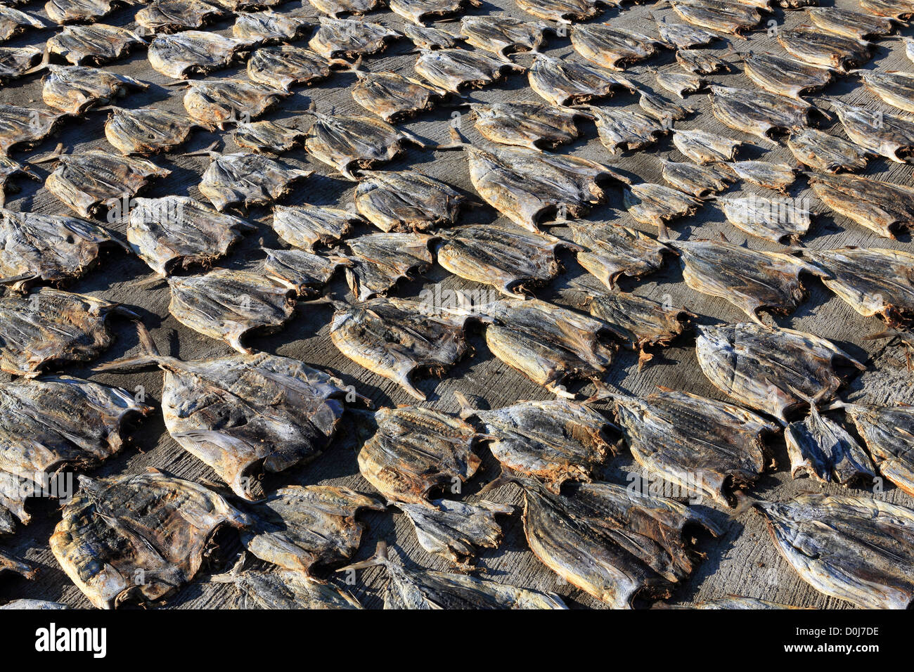 Tuna drying in the sun for the dried fish market. Stock Photo