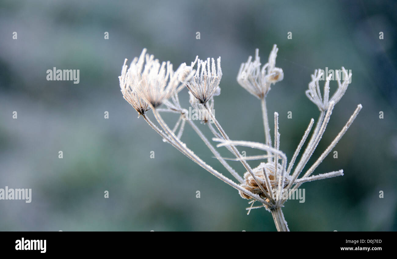 Dried cow parsley hi-res stock photography and images - Alamy