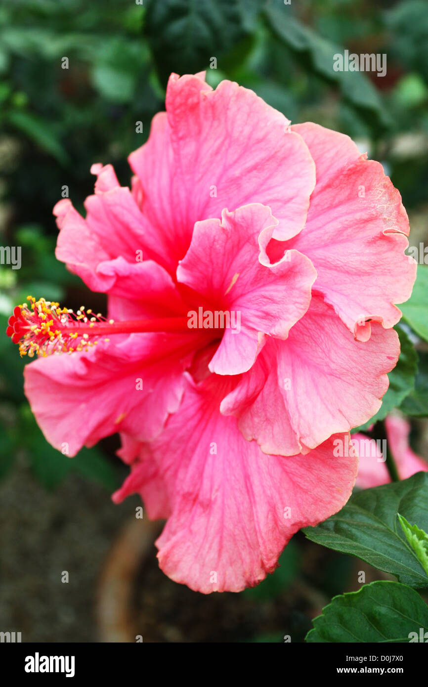 Fresh pink hibiscus flower in a garden Stock Photo Alamy