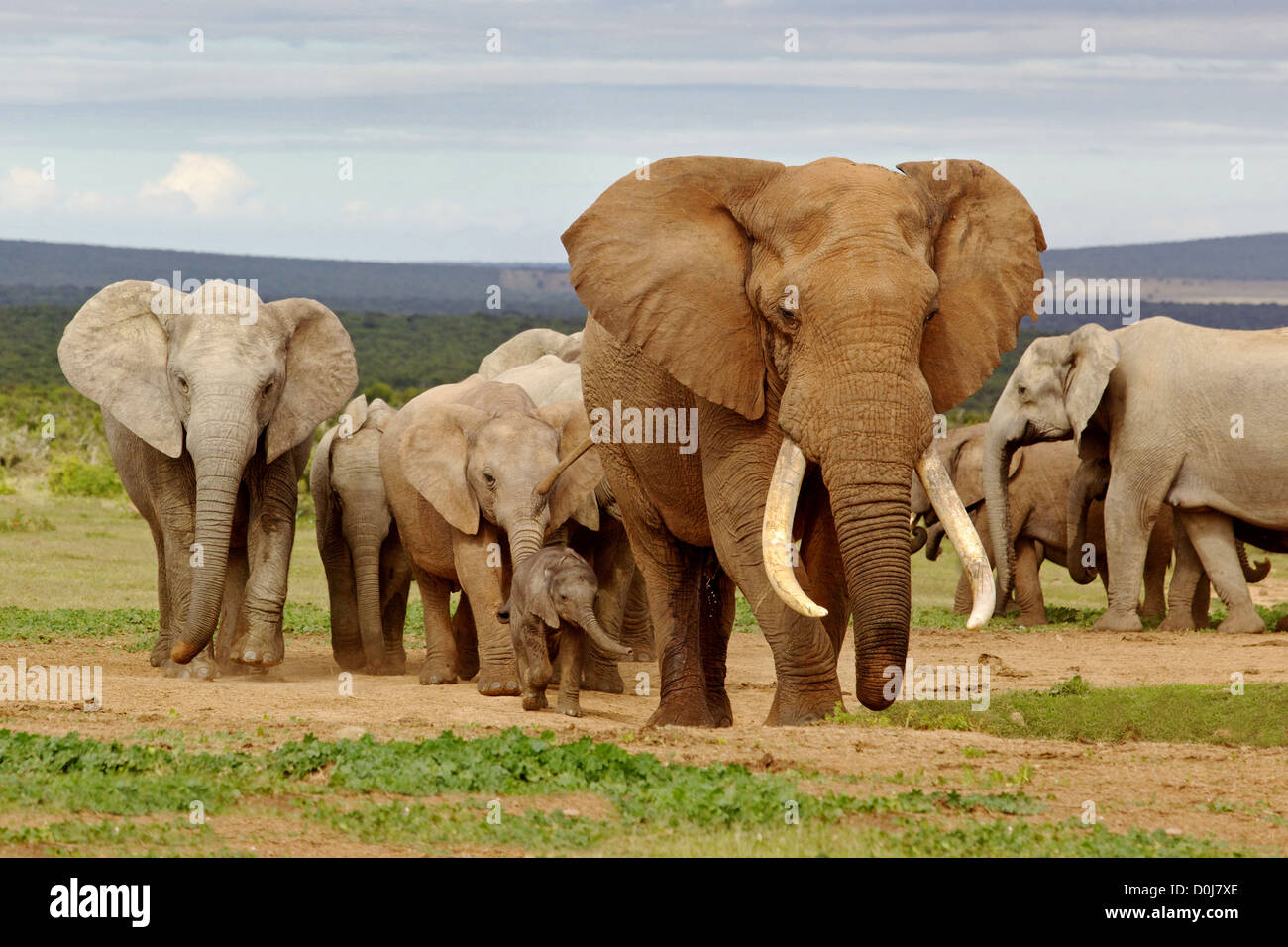 An elephant herd, led by a Magnificent 'Tusker' bull at a waterhole in the Addo Elephant National Park. Stock Photo
