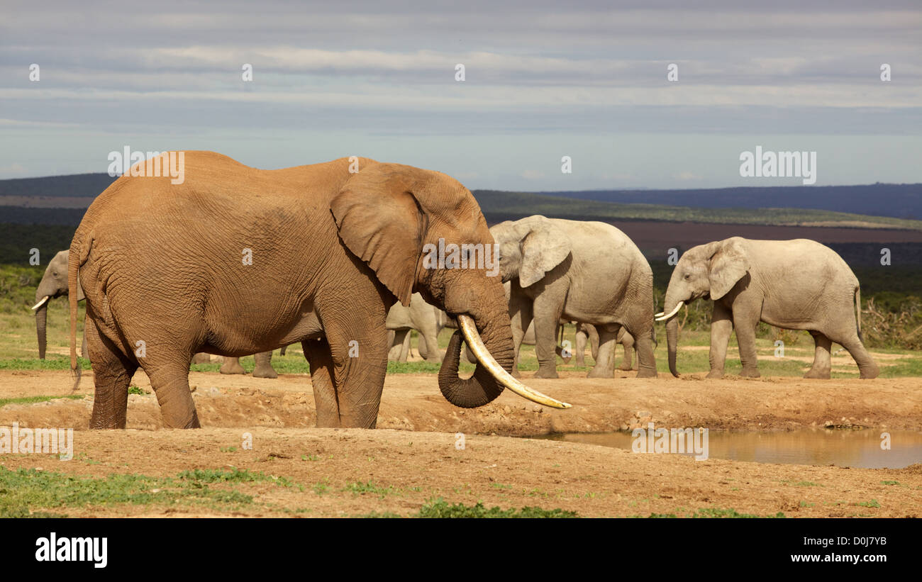 A magnificent 'Tusker' bull elephant at a waterhole in the Addo Elephant National Park. Stock Photo