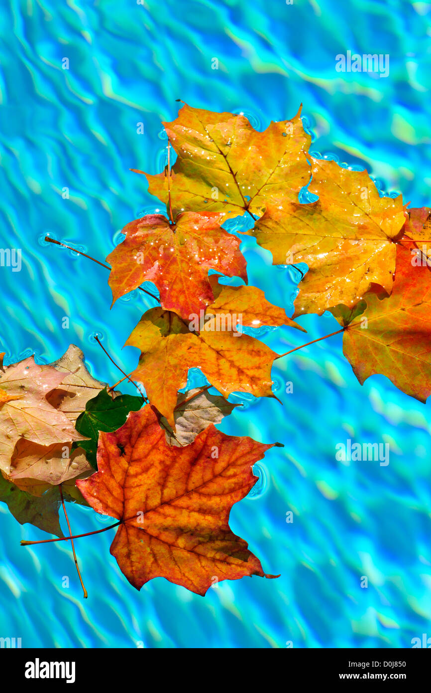Fall leaves floating in swimming pool water Stock Photo Alamy