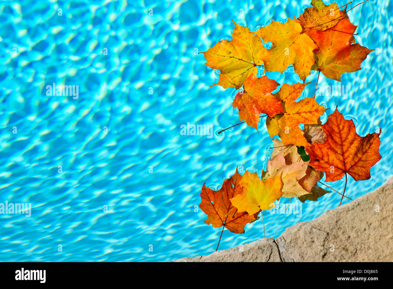 Fall leaves floating in swimming pool water Stock Photo Alamy