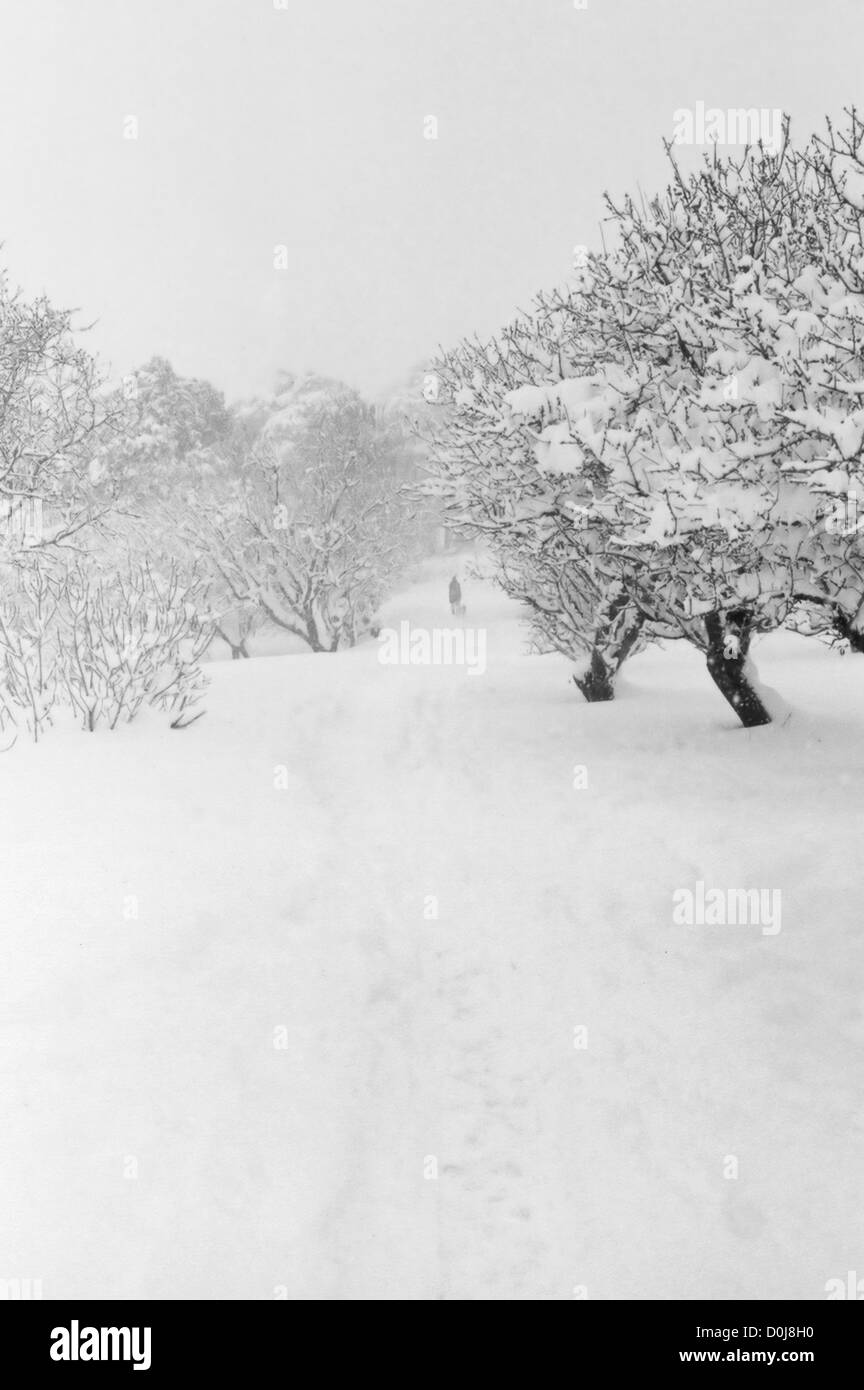 Distant figure of man walking with dog in snow covered forest. Black and white. Stock Photo