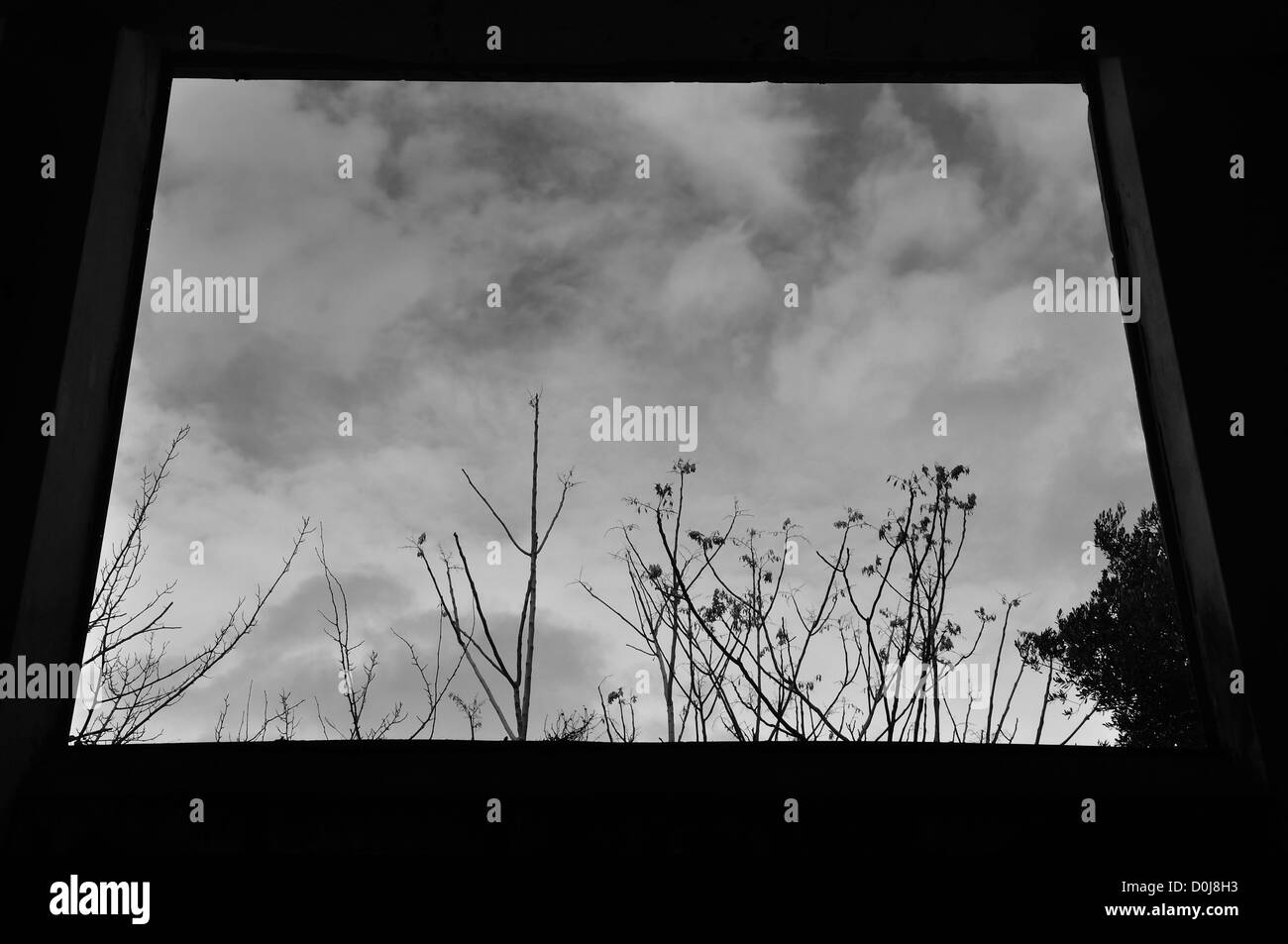View to trees and winter sky through dark window frame. Black and white. Stock Photo