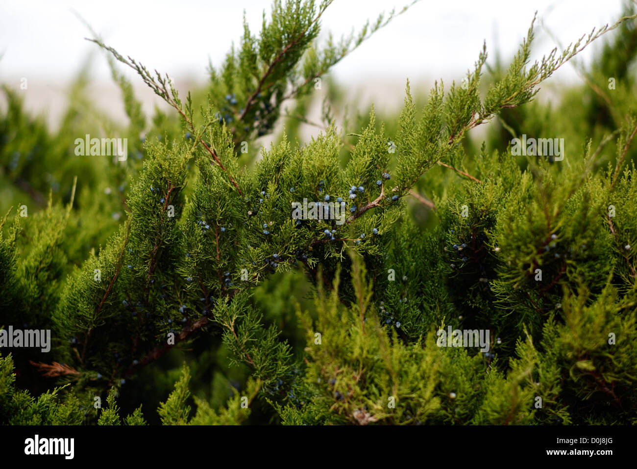 Juniper bush Stock Photo Alamy