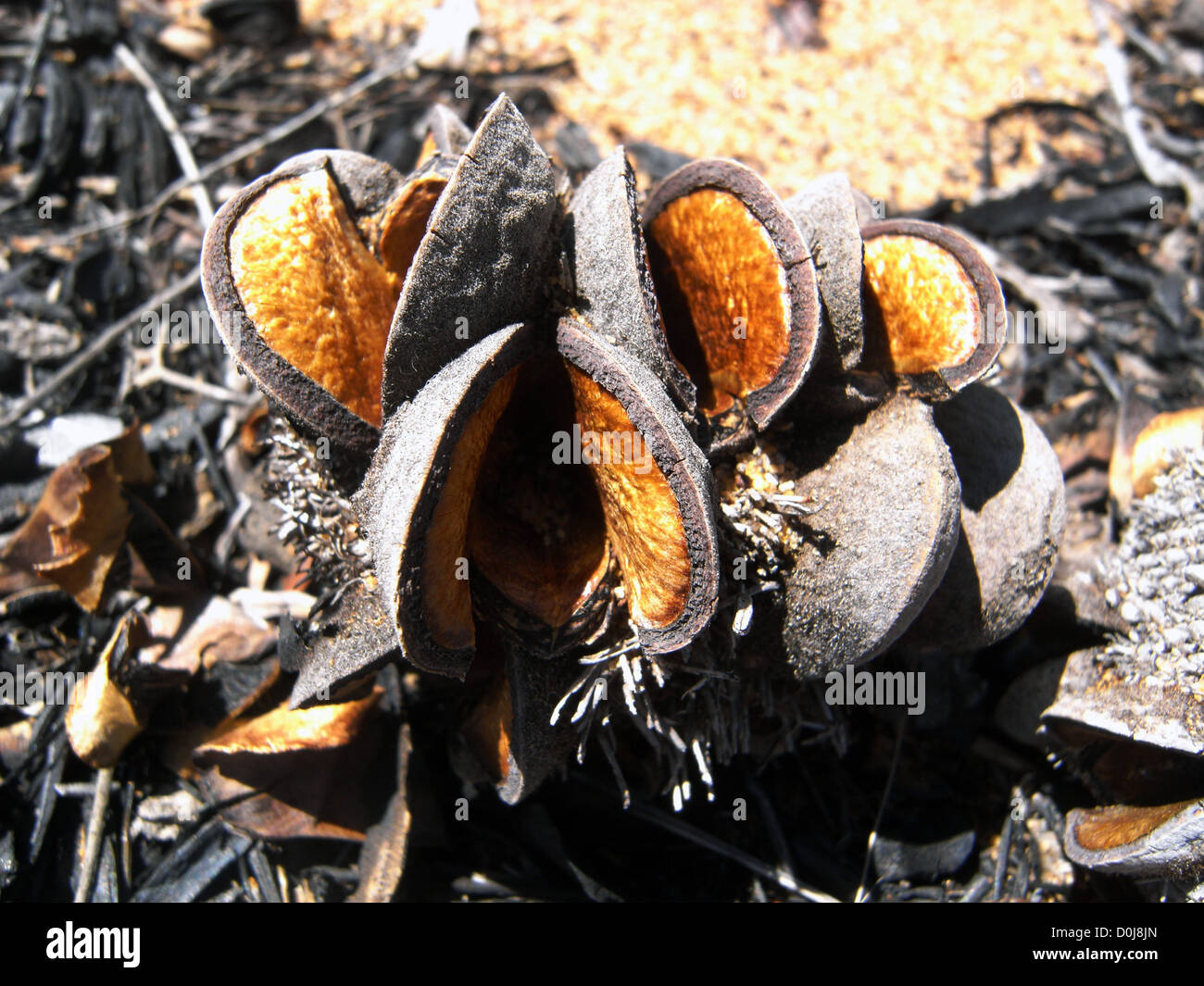 Banksia seedpod opened by bushfire, Western Australia Stock Photo