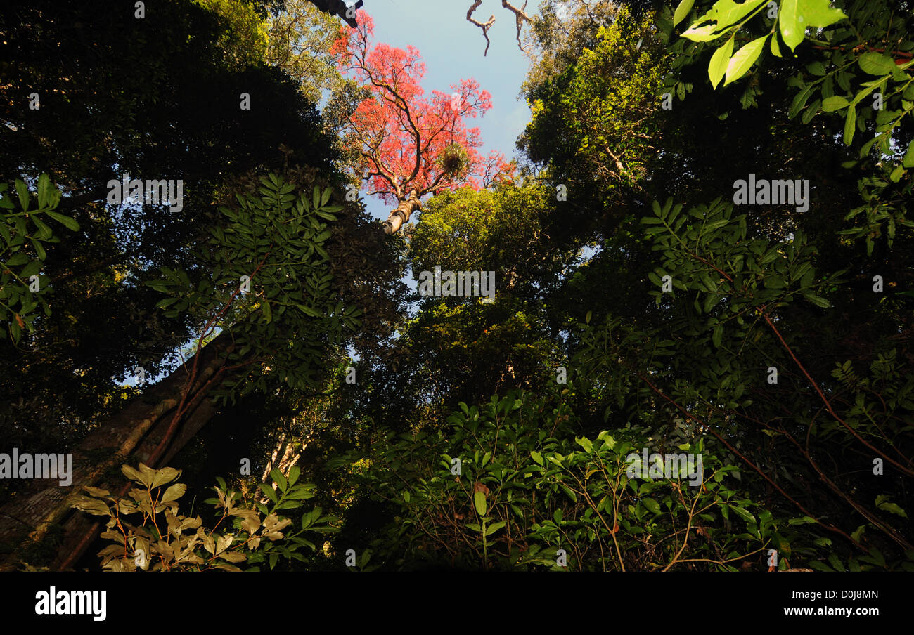 Tropical rainforest tree species hires stock photography and images