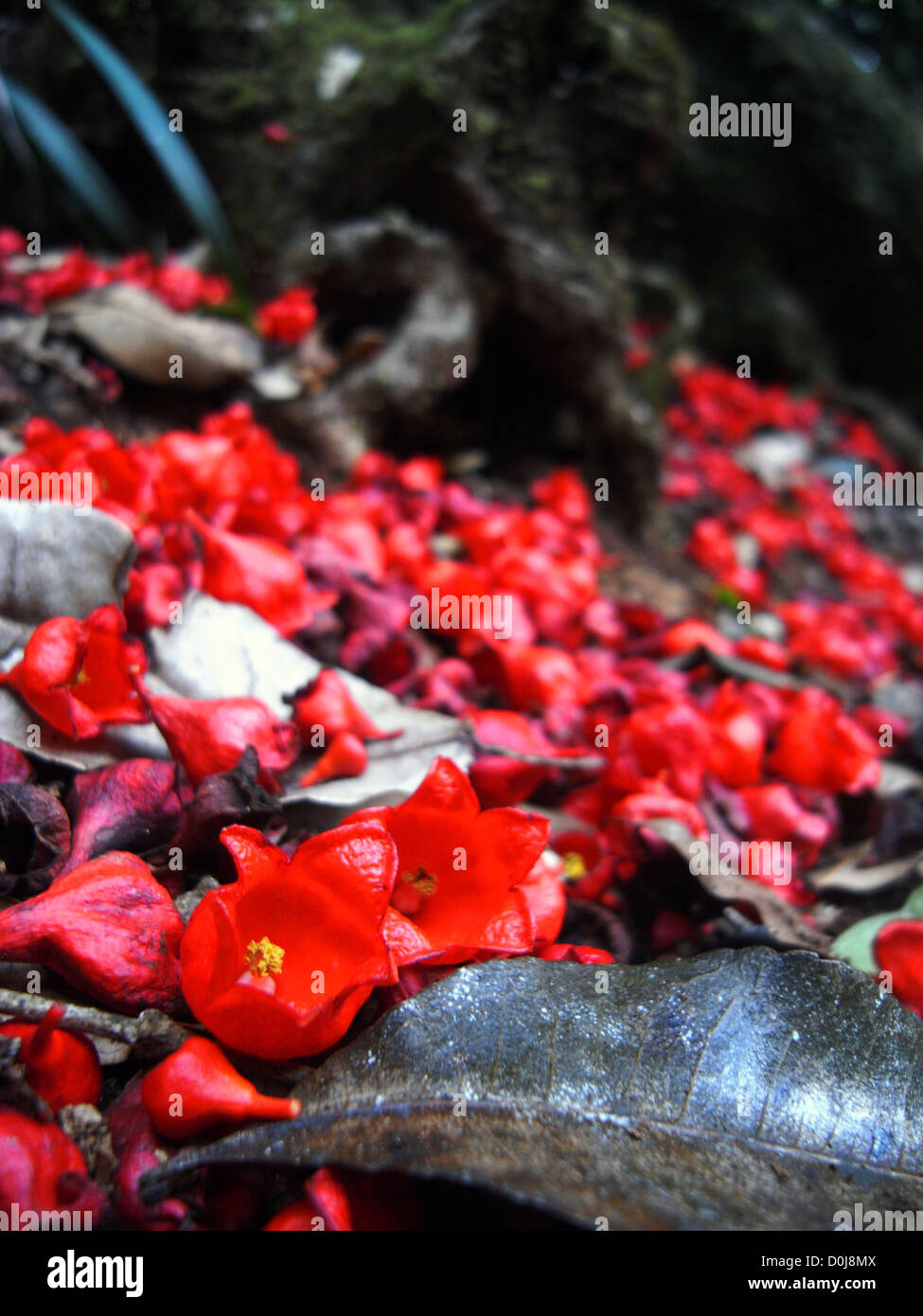 Fallen flame tree flowers on rainforest floor, Binna Burra, Lamington National Park, Queensland, Australia Stock Photo