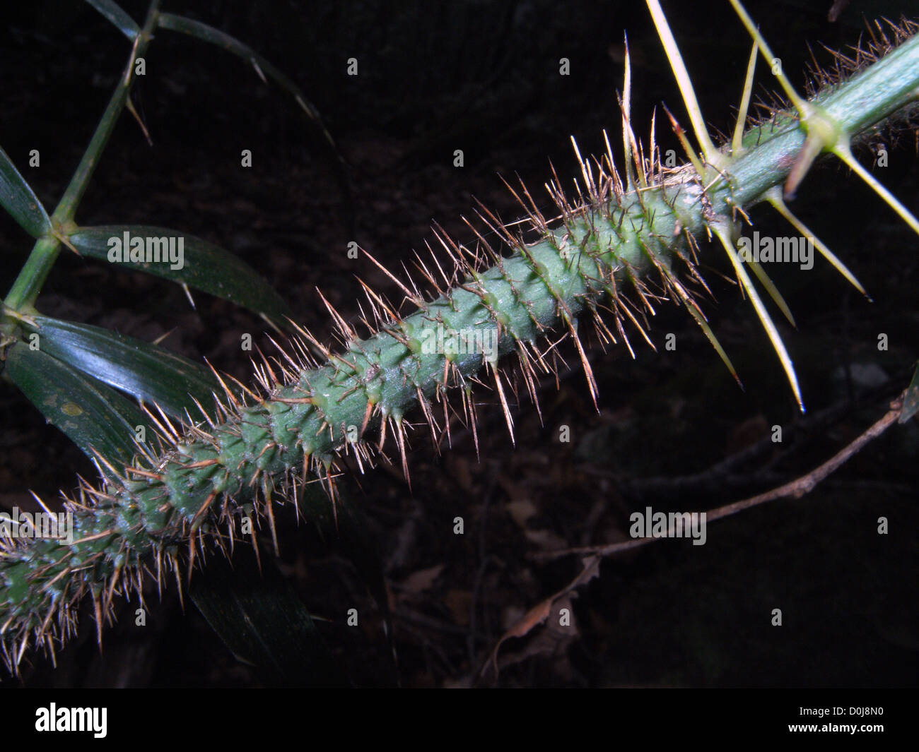 Detail of spines on lawyer cane (Calamus australis), aka wait-a-while vine, Lamington National Park, Queensland, Australia Stock Photo
