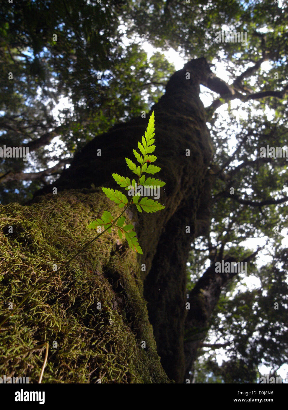Fern growing on Antarctic beech tree (Nothofagus moorei), a gondwanan relic at the northernmost extent of its current range Stock Photo