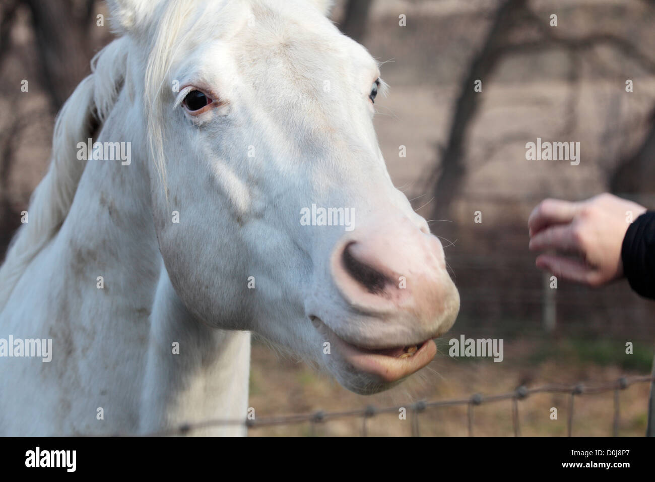 White horse chewing Stock Photo Alamy