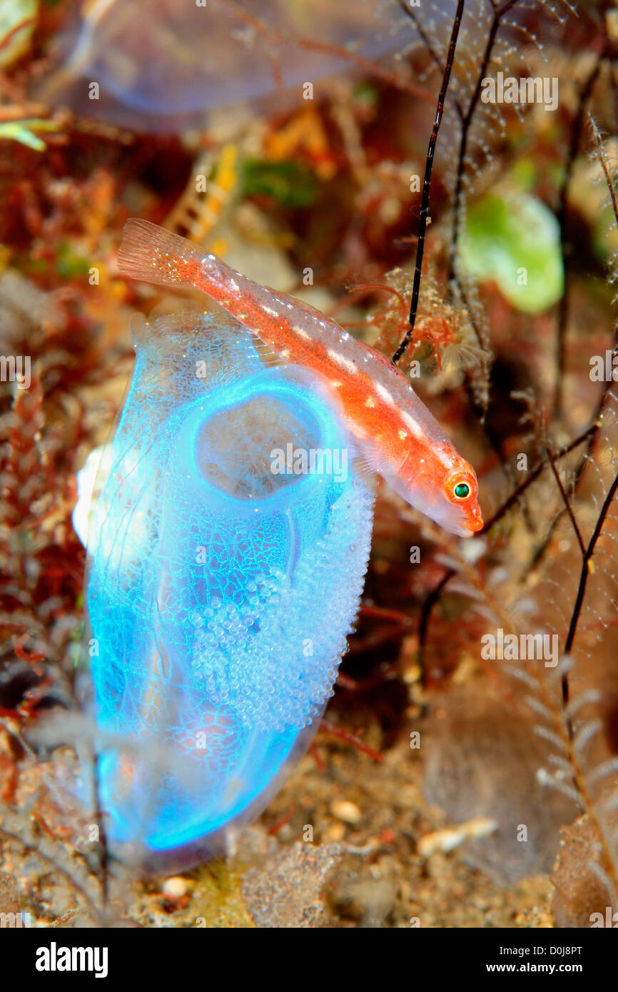Many Host, or Ghost or Toothy Goby, Pleurosicya mossambica, guarding its eggs laid on an ascidian, or tunicate, Rhopalaea sp. Stock Photo