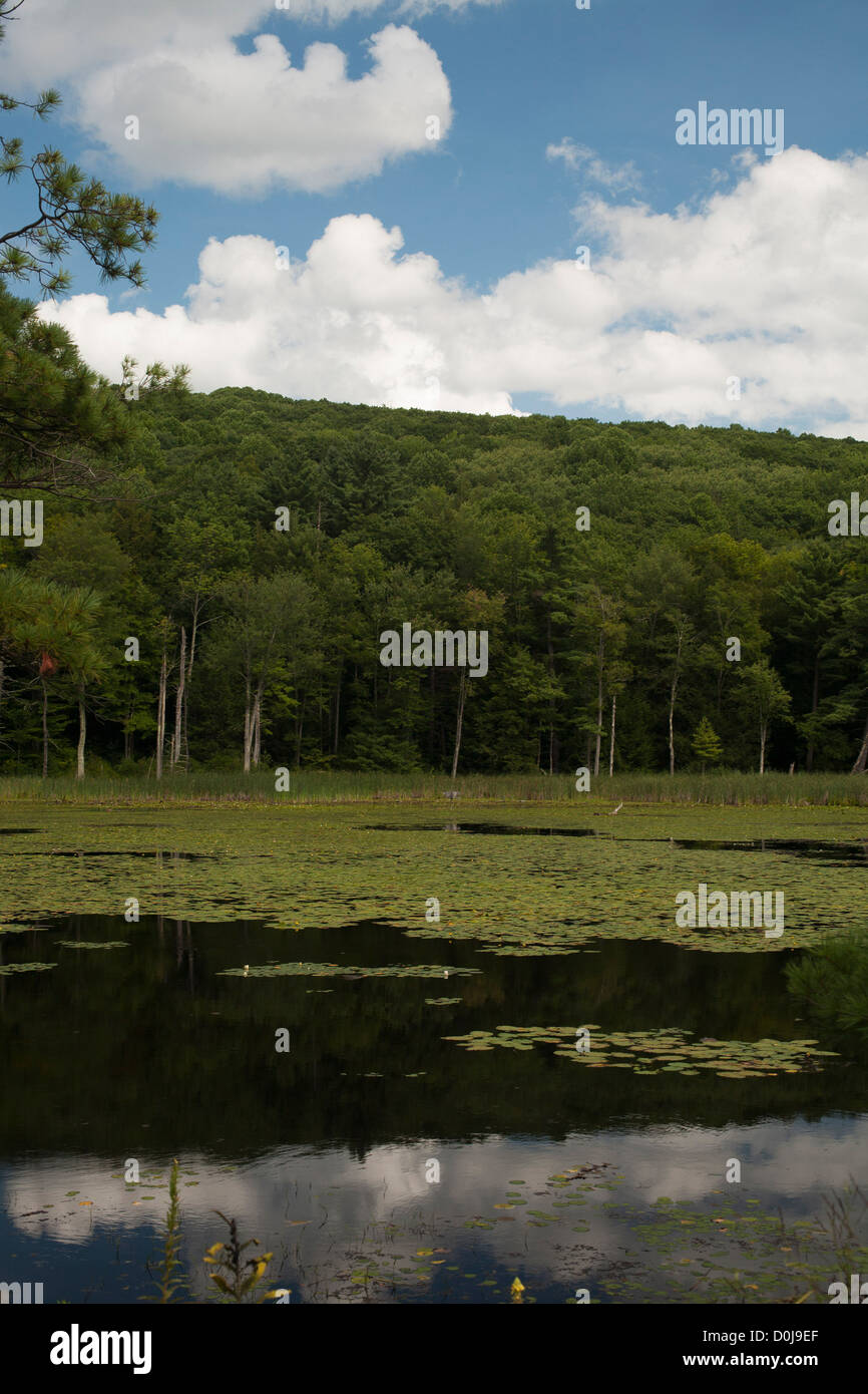 A small pond is covered with lily pads, located in Stockbridge