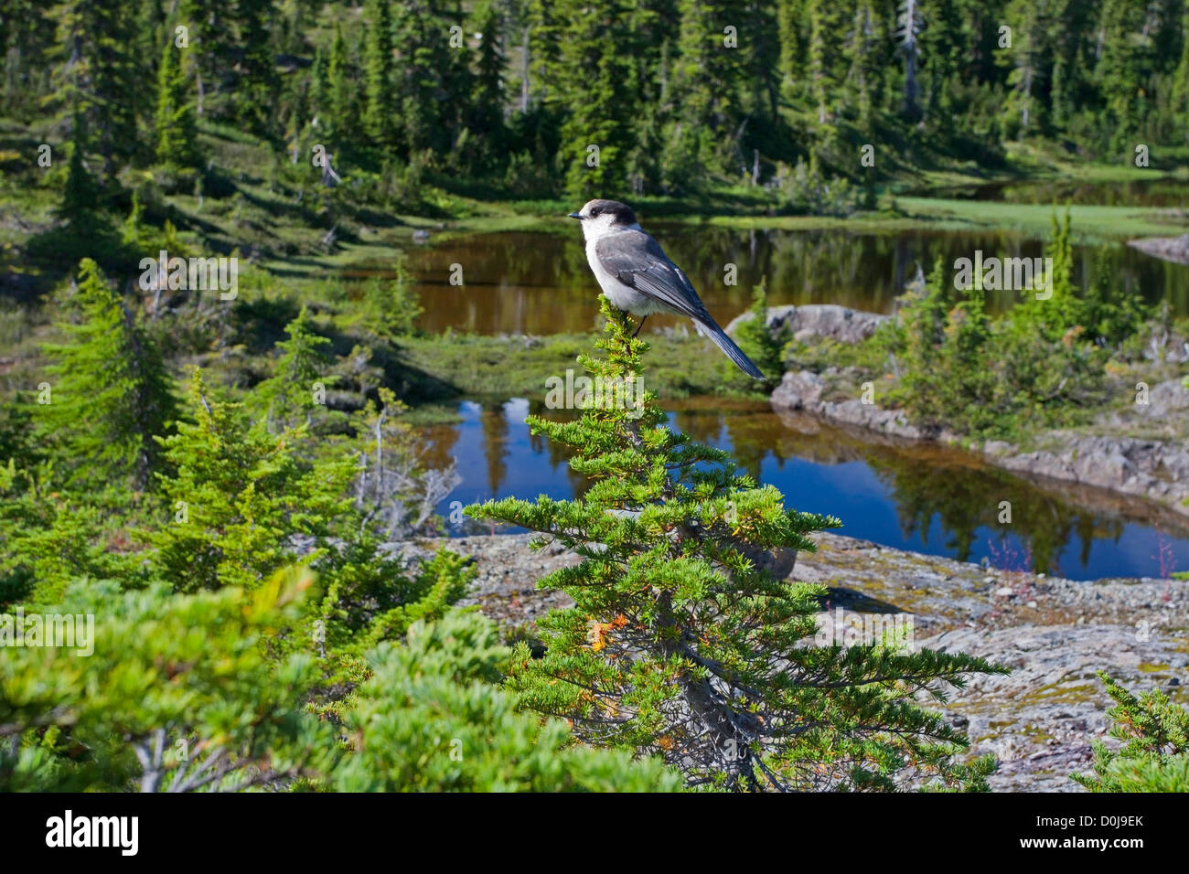 Gray Jay (Perisoreus canadensis) perched in a tree at Forbidden Plateau, Strathcona Park, BC,Canada with sub-alpine tarns behind Stock Photo