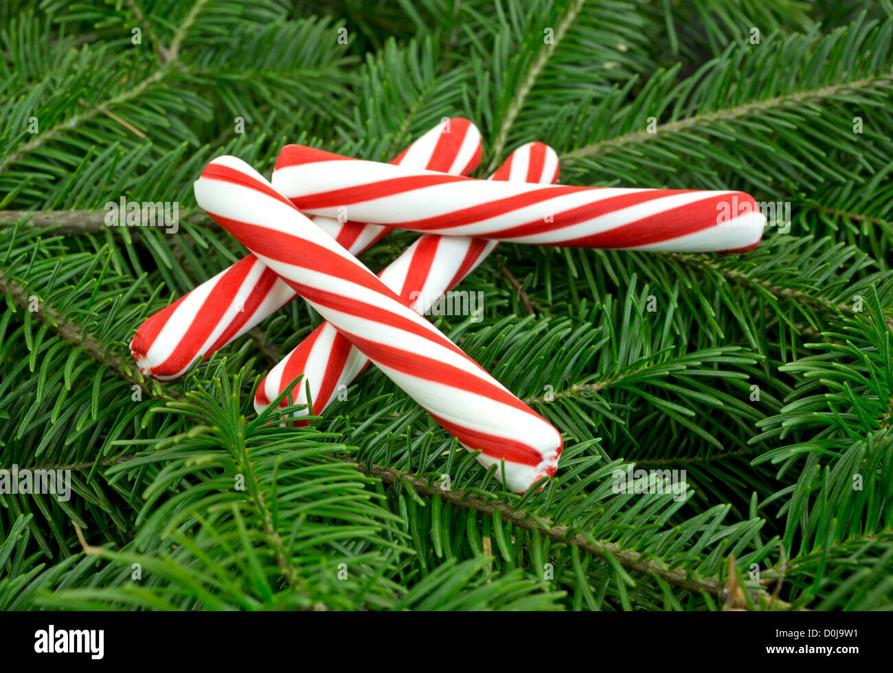Four pieces of red and white striped candy sticks on fresh green fir