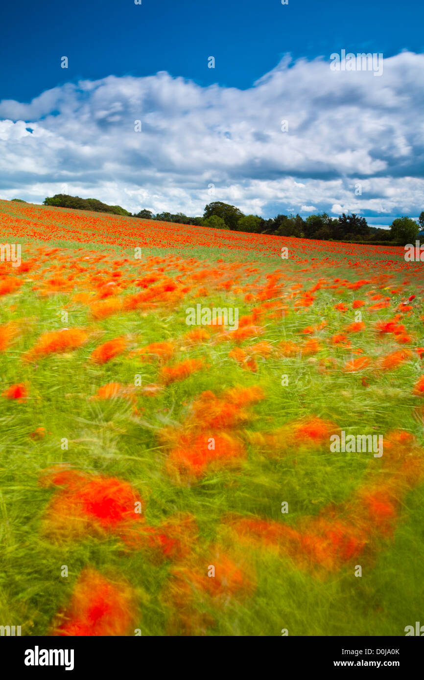 Poppies growing in a commercial poppy seed field in Northumberland. Stock Photo